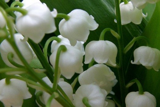 Le 1er mai : fête du travail et du muguet !